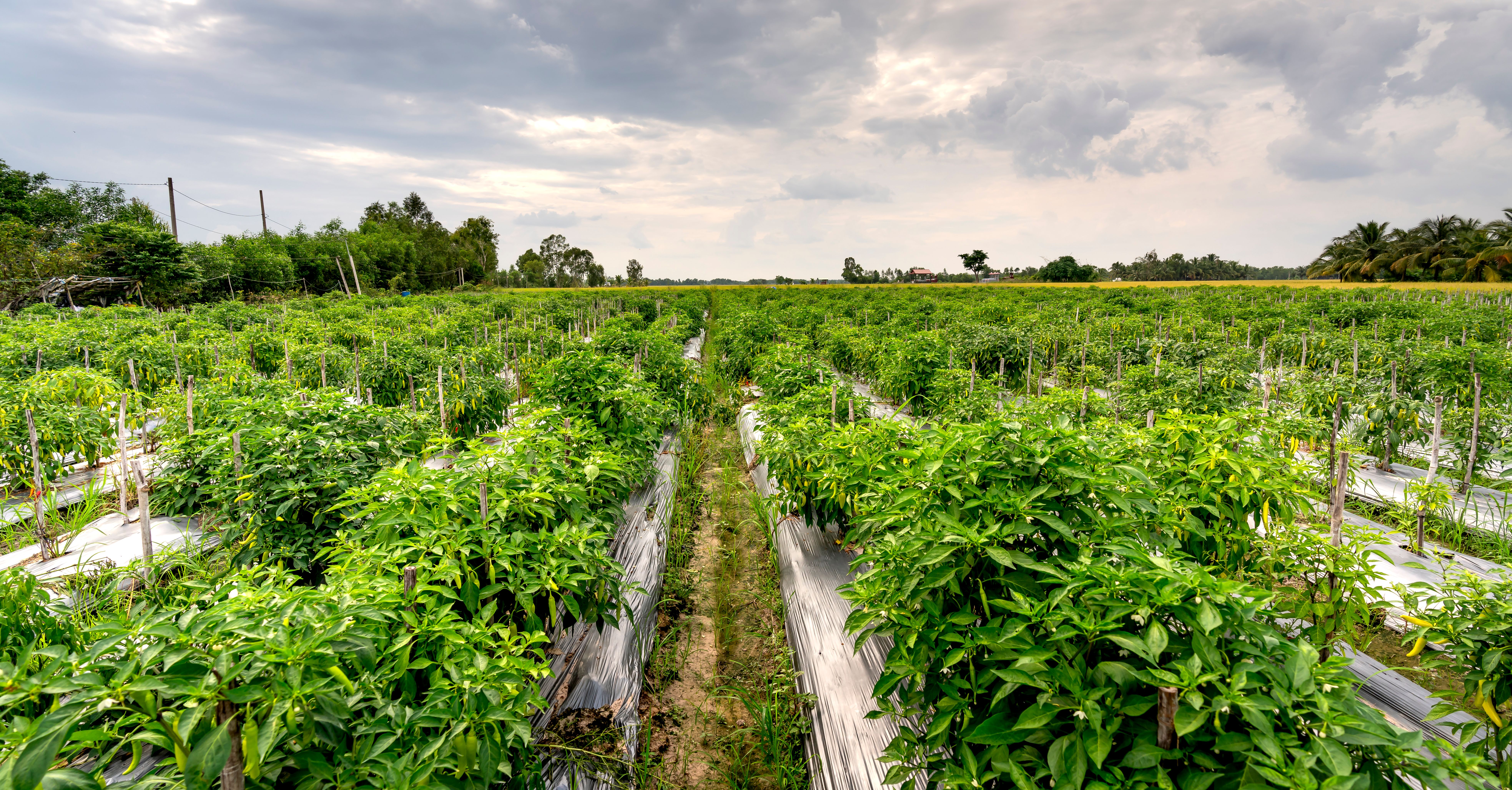 Wide view of chili fields beneath a cloudy sky