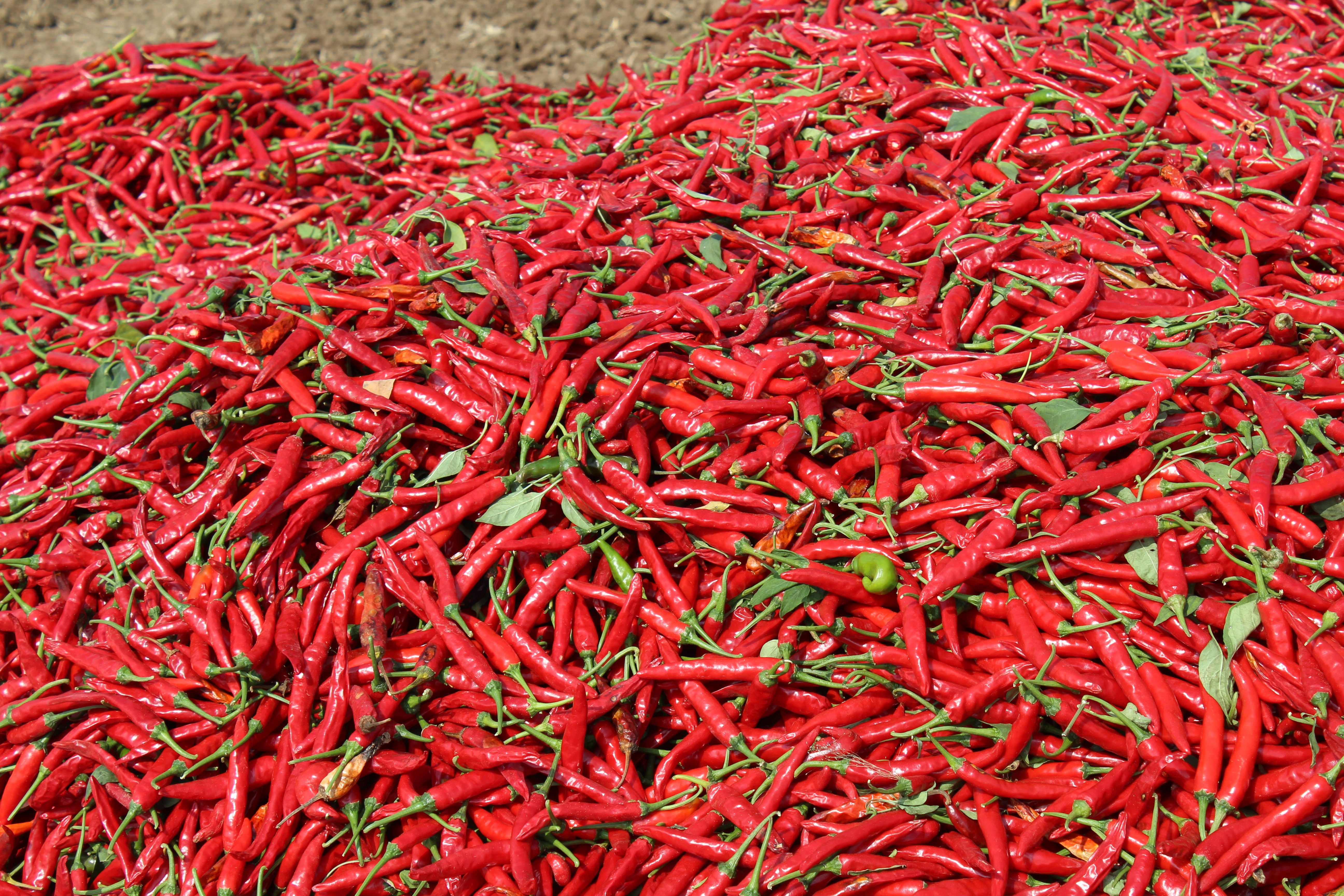 A vast pile of freshly harvested red chilies